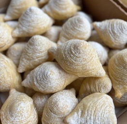 Badambura sifarisi