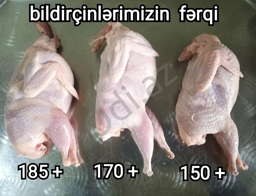 Bildirçin Texas Pambıq Əti