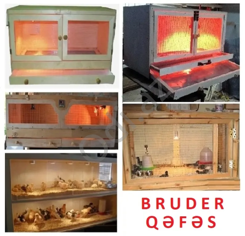 Cücə üçün Bruder. Toyuq Hini