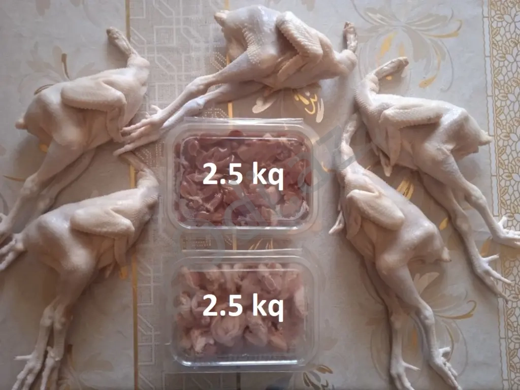Çolpa Əti. Kampaniya