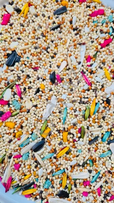 Korella yemi (papuqay yemi )