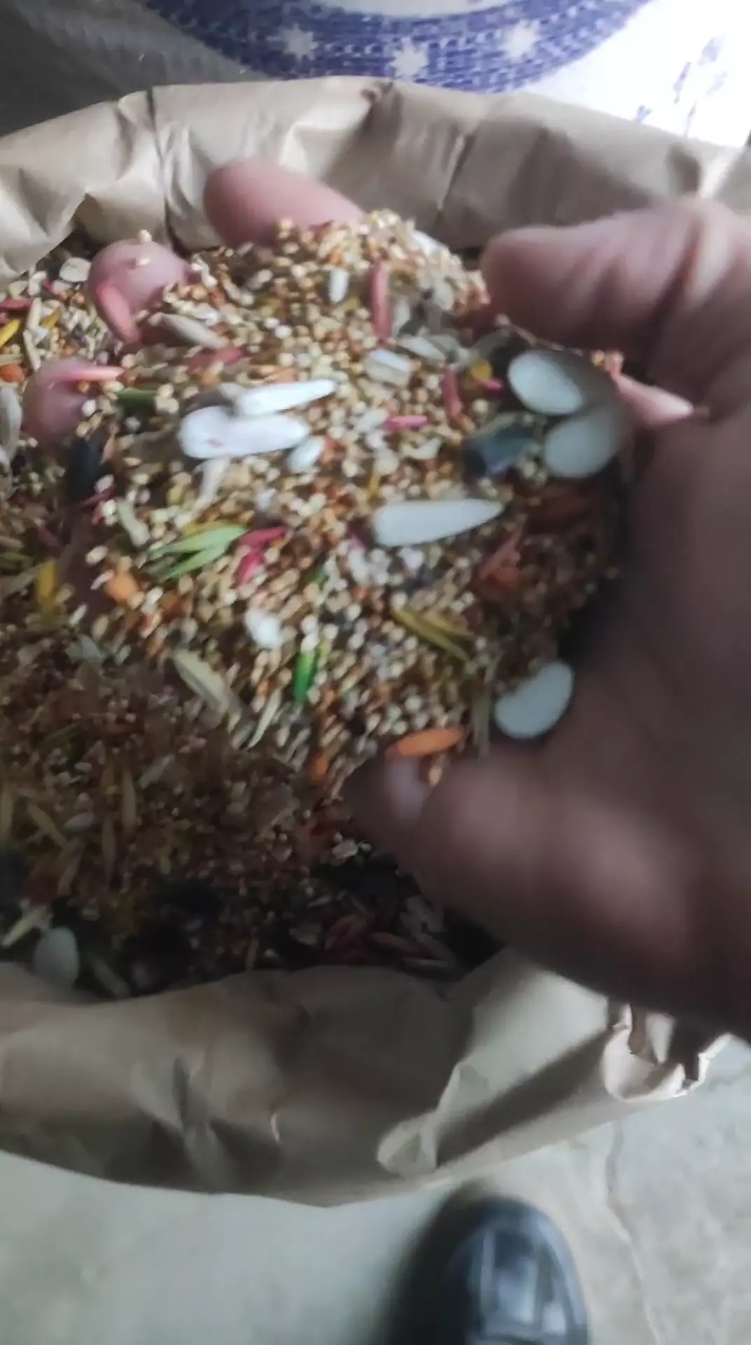 Korella yemi (papuqay yemi )