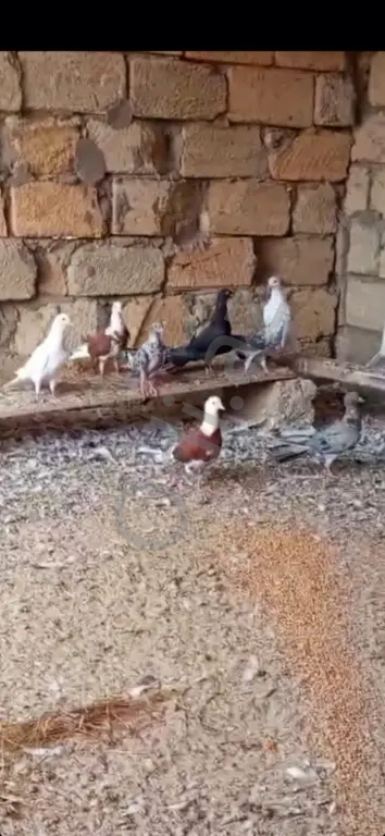 Gőyerçin enli quyruqlar Gőyerçin enli quyruqlar