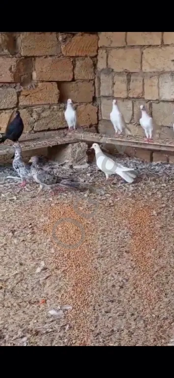 Gőyerçin enli quyruqlar Gőyerçin enli quyruqlar