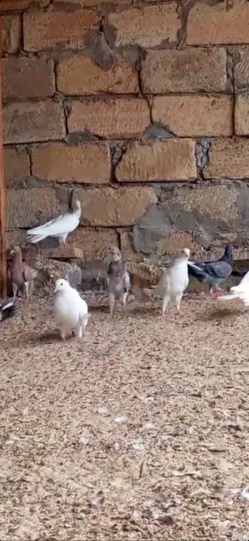 Gőyerçin enli quyruqlar Gőyerçin enli quyruqlar