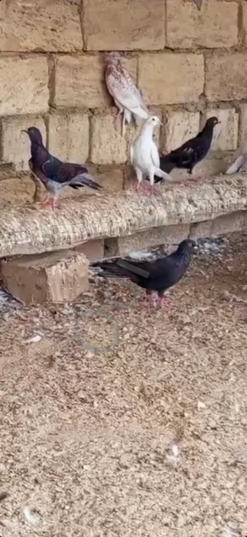 Gőyerçin enli quyruqlar Gőyerçin enli quyruqlar