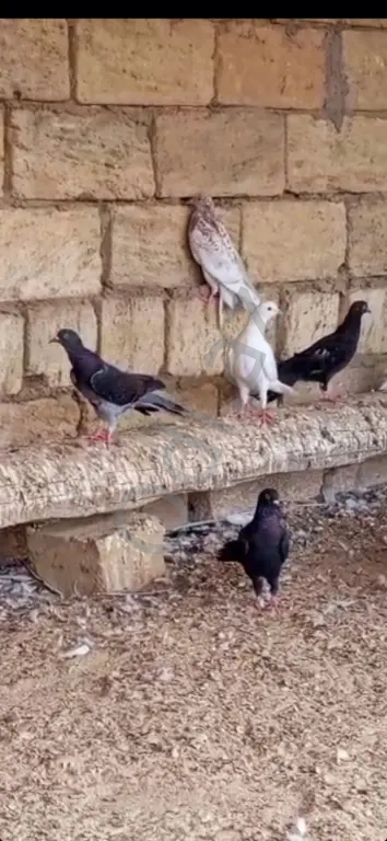 Gőyerçin enli quyruqlar Gőyerçin enli quyruqlar