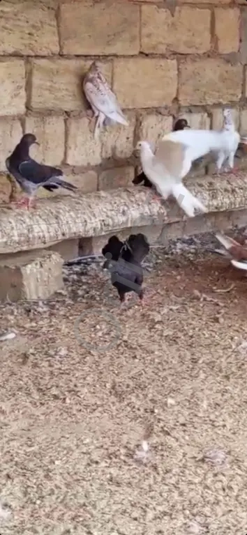 Gőyerçin enli quyruqlar Gőyerçin enli quyruqlar