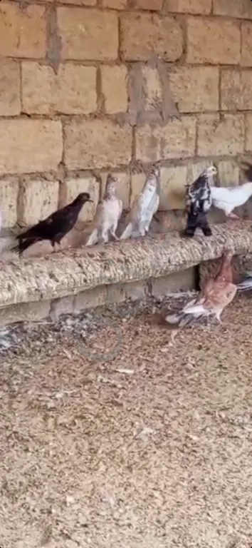 Gőyerçin enli quyruqlar Gőyerçin enli quyruqlar