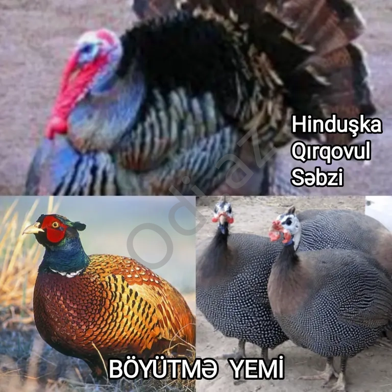 Yüksək proteini yem