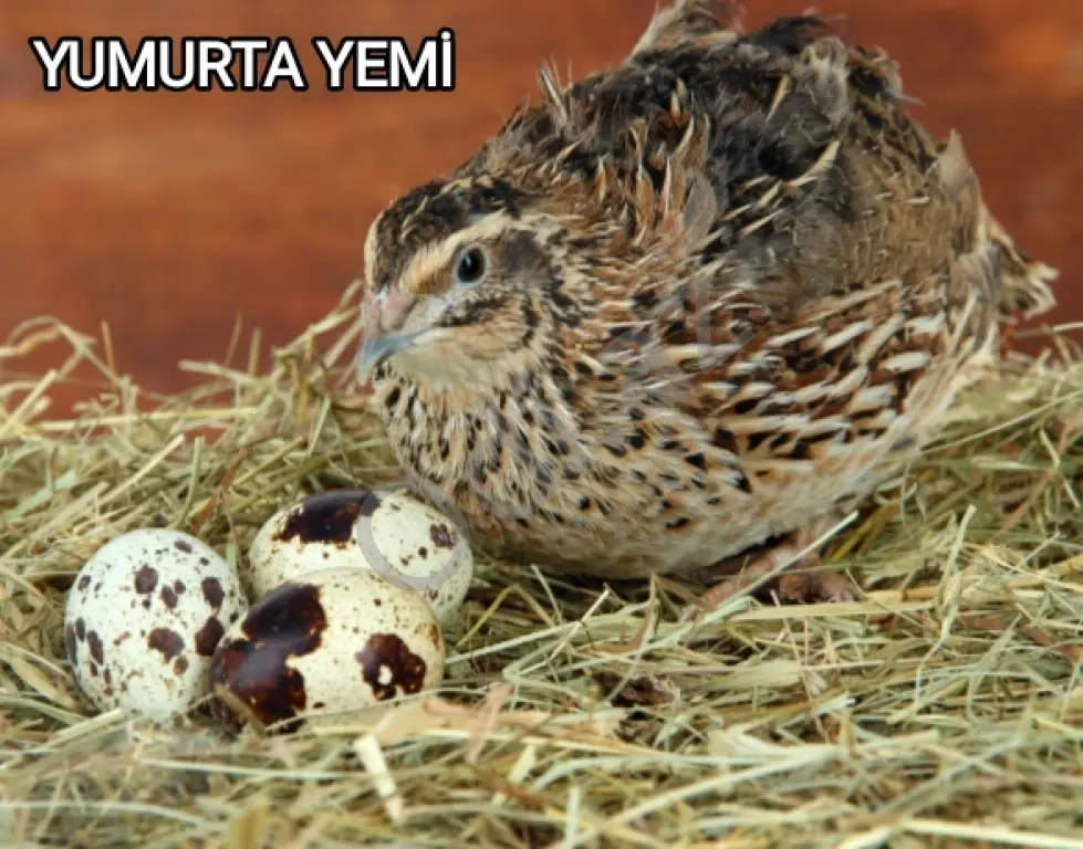 Yüksək proteini yem