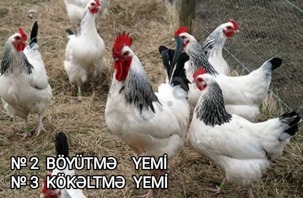 Yüksək proteini yem