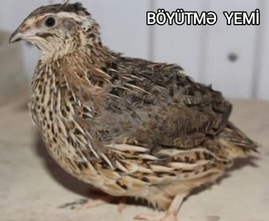 Yüksək proteini yem