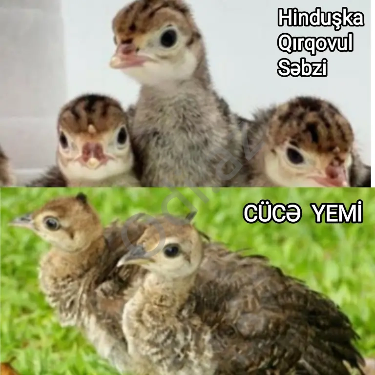 Yüksək proteini yem