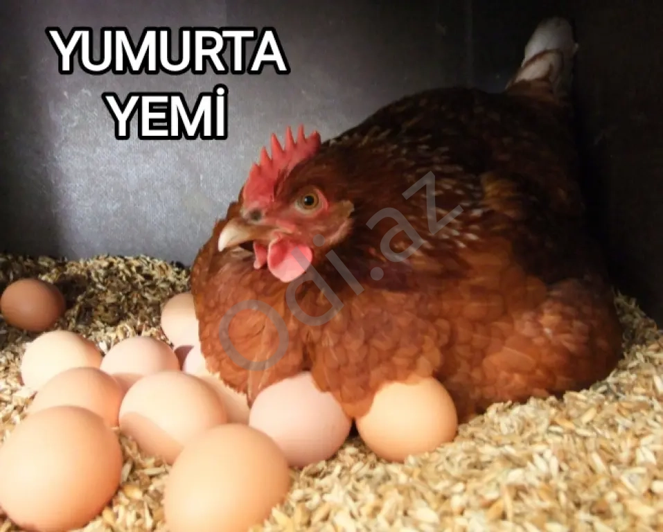 Yüksək proteini yem