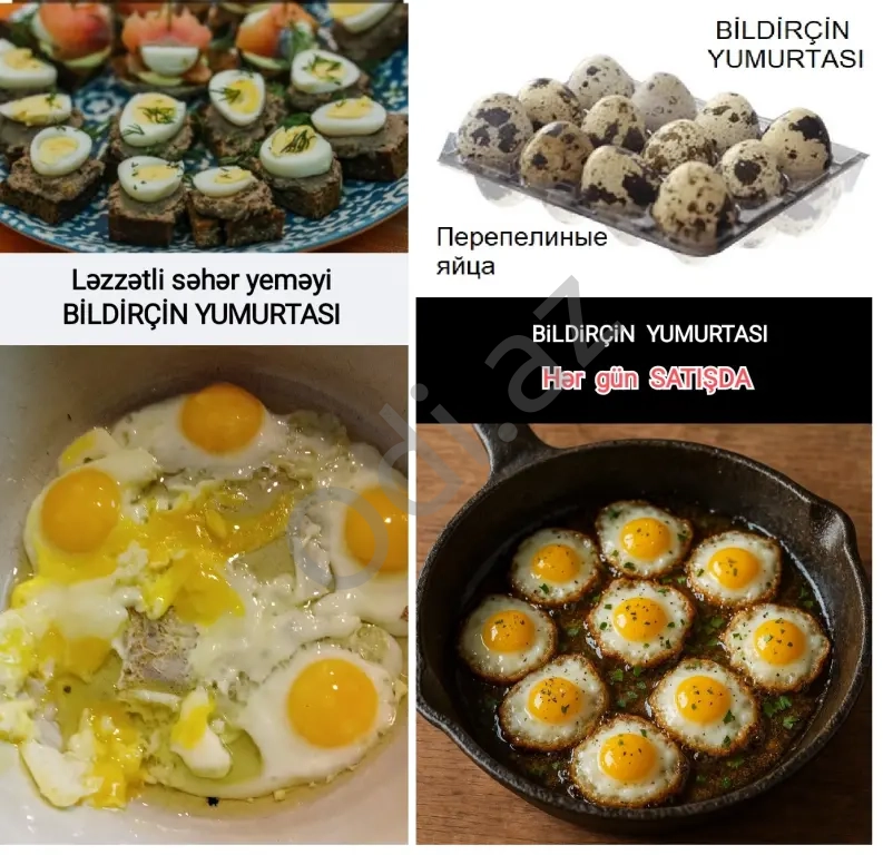 Bildriçin yumurtası