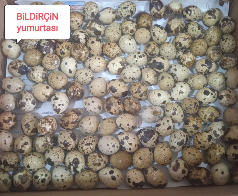 Mayalı Bildriçin yumurtası