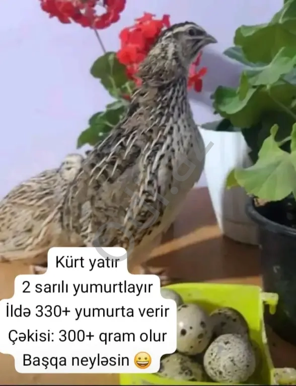 Kürt yatan Jumbo Bildirçin Yumurtalıq cins