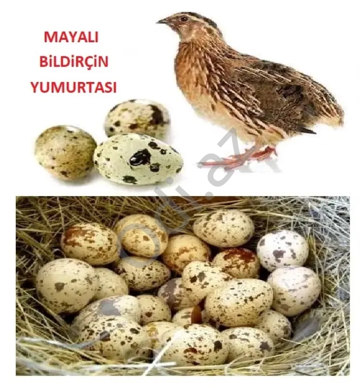 Mayalı Bildriçin yumurtası