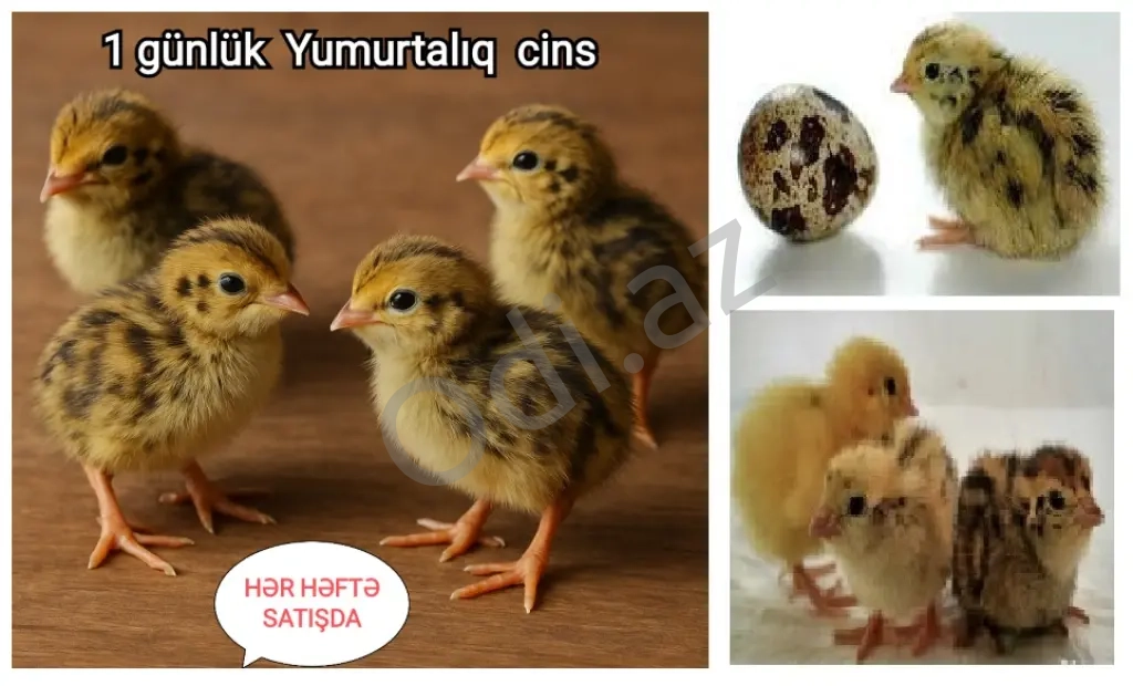 Kürtyatan Jumbo Bildirçin cücələri