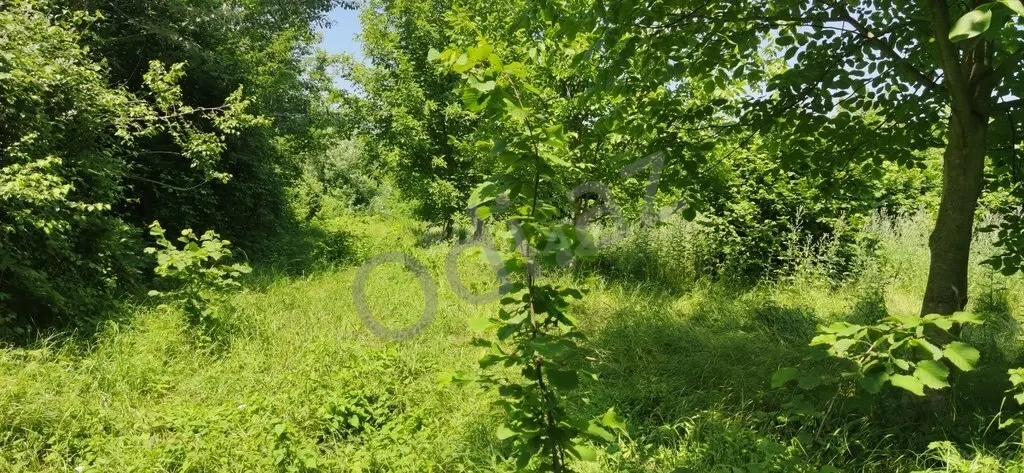 Qəbələ rayonu torpaq satılır