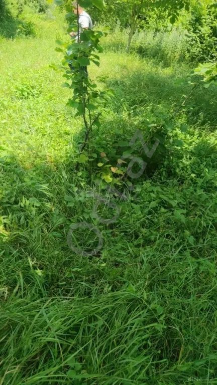 Qəbələ rayonu torpaq satılır