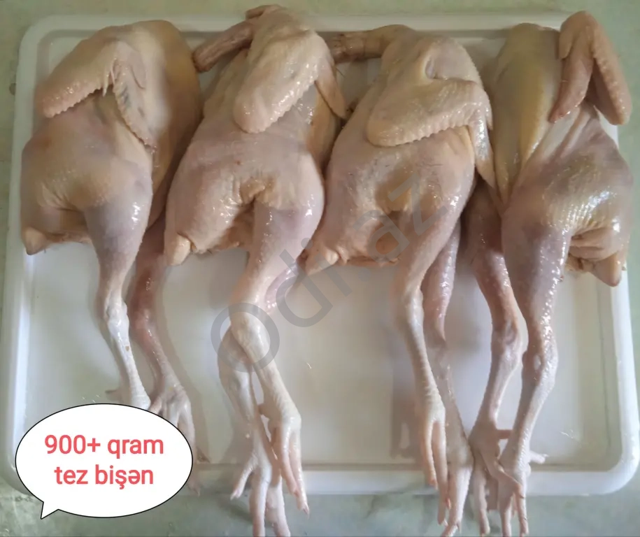 Serebrist Xoruz Əti. Tez bişən