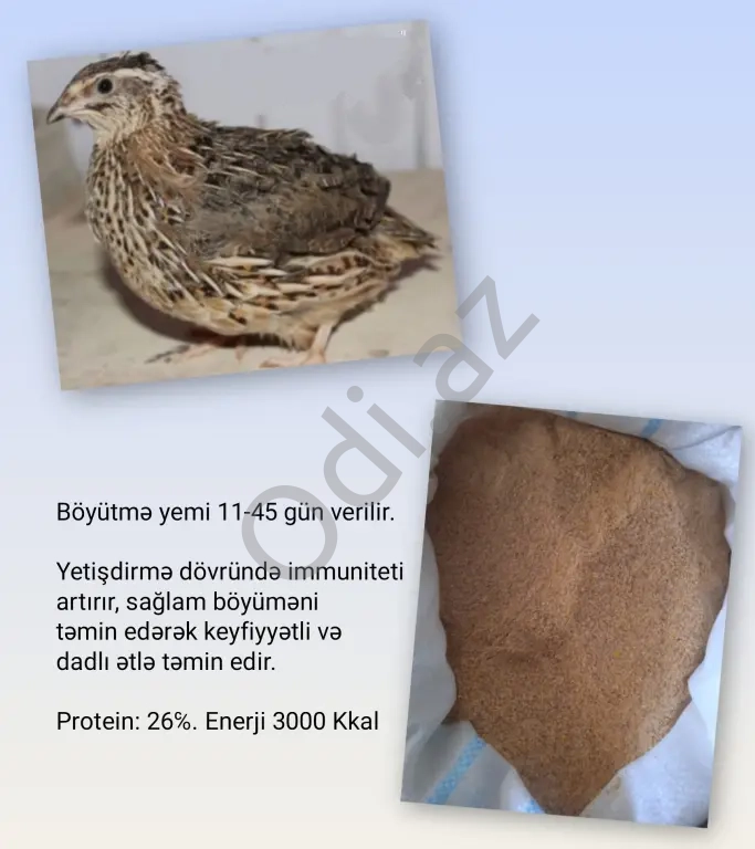 Yüksək Proteinli YEM