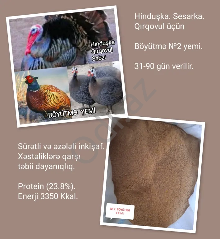 Hinduşka. Qırqovul. Firəng Böyütmə №2 yemi