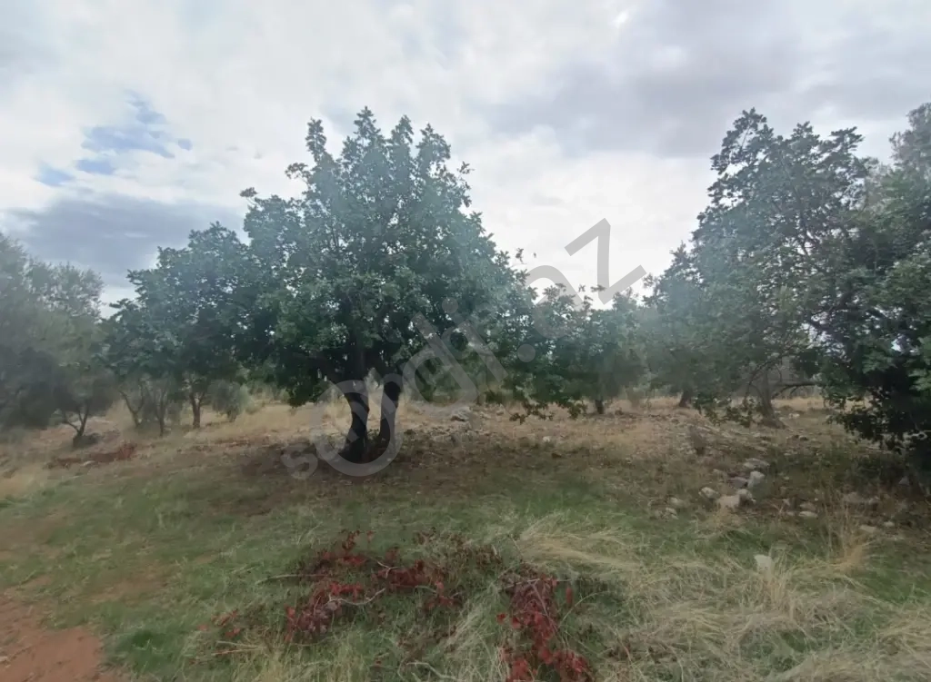 Türkiye Dalaman Şerefler Satılık Müstakil Tapulu Sahibinden Zeytinlik 5444m2