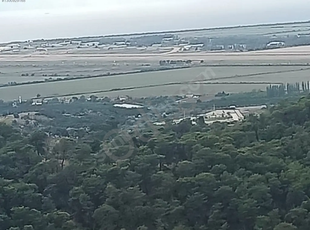 Türkiye Muğla Dalaman sahibinden Müstakil Tapulu 7432 m2 Zeytinlik