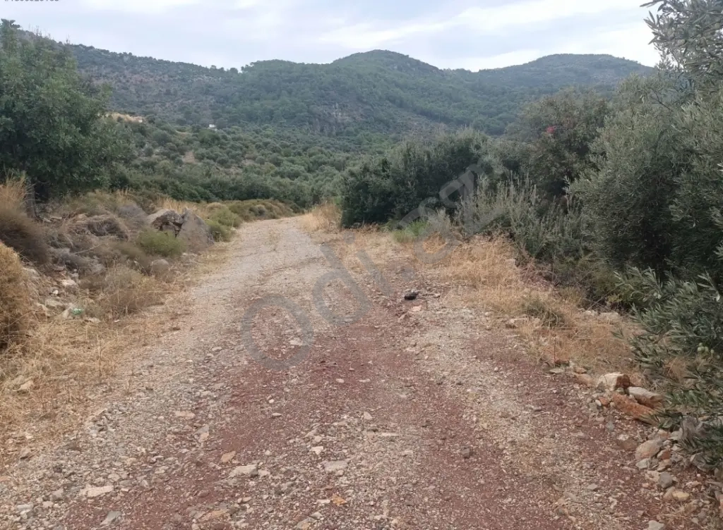 Türkiye Dalaman Şerefler Satılık Müstakil Tapulu Sahibinden Zeytinlik 5444m2