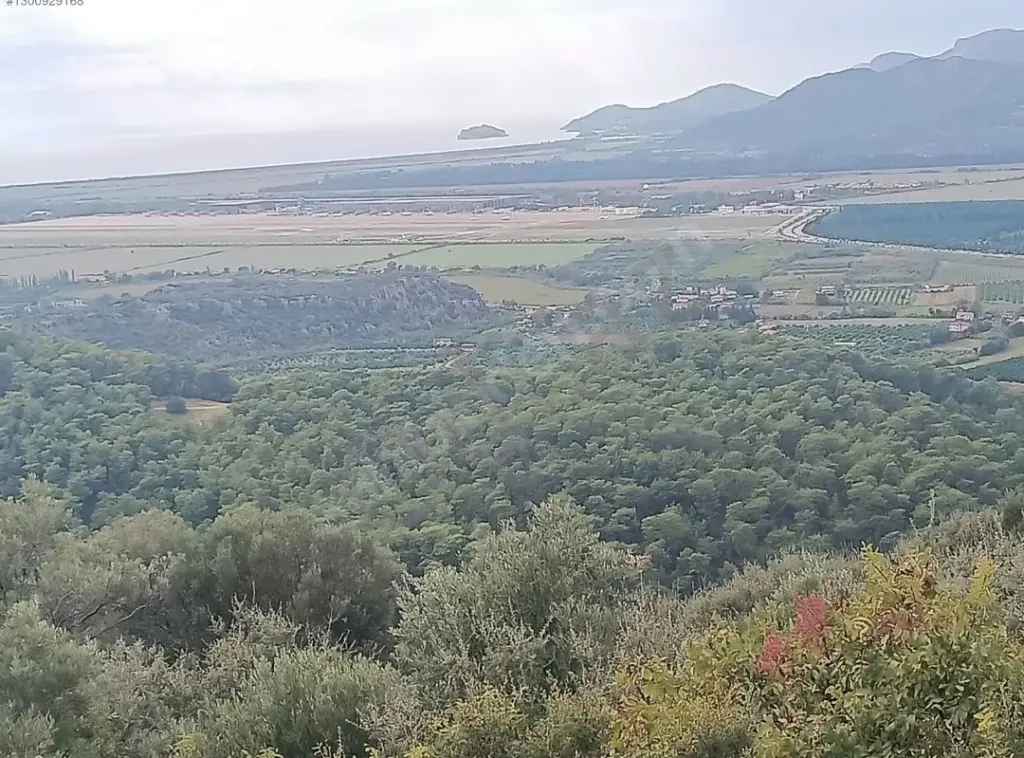 Türkiye Dalaman Şerefler Satılık Müstakil Tapulu Sahibinden Zeytinlik 5444m2