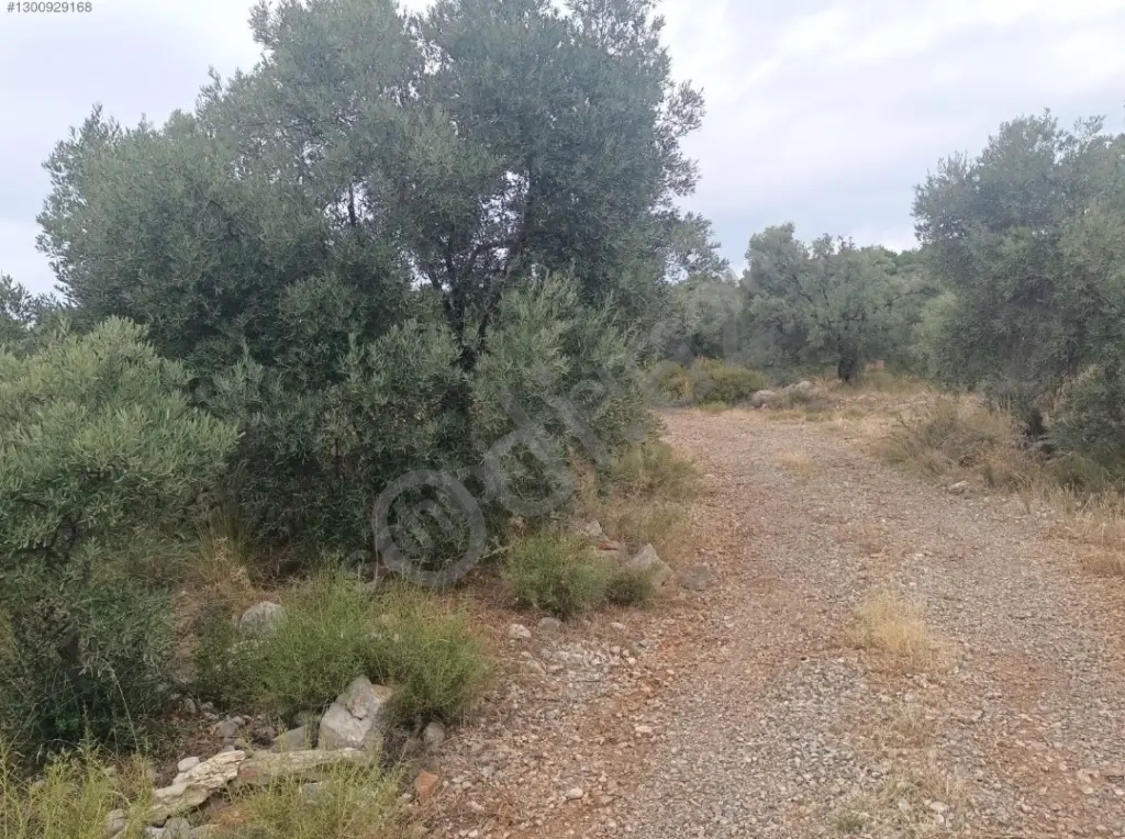 Türkiye Dalaman Şerefler Satılık Müstakil Tapulu Sahibinden Zeytinlik 5444m2