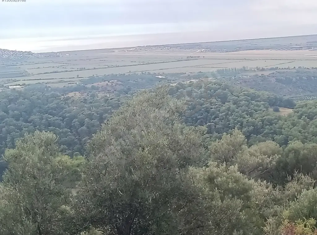 Türkiye Dalaman Şerefler Satılık Müstakil Tapulu Sahibinden Zeytinlik 5444m2