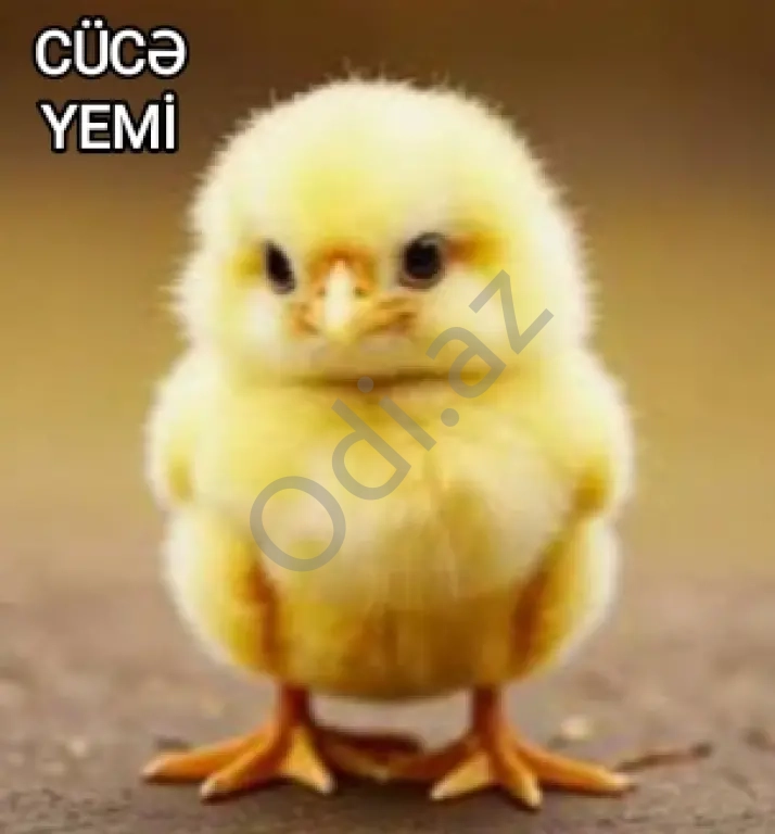 Cücə başlanğıc yemi