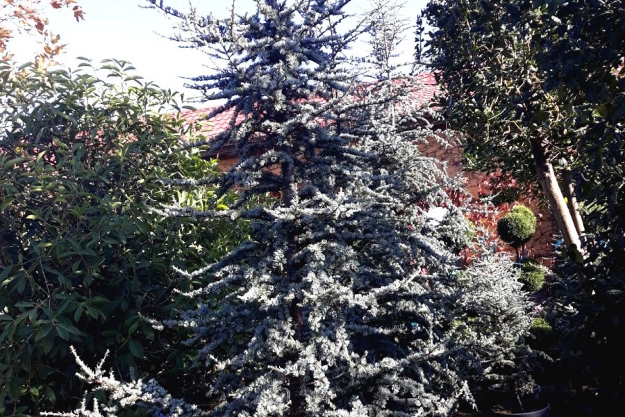 Yolka (Şam Ağacları)