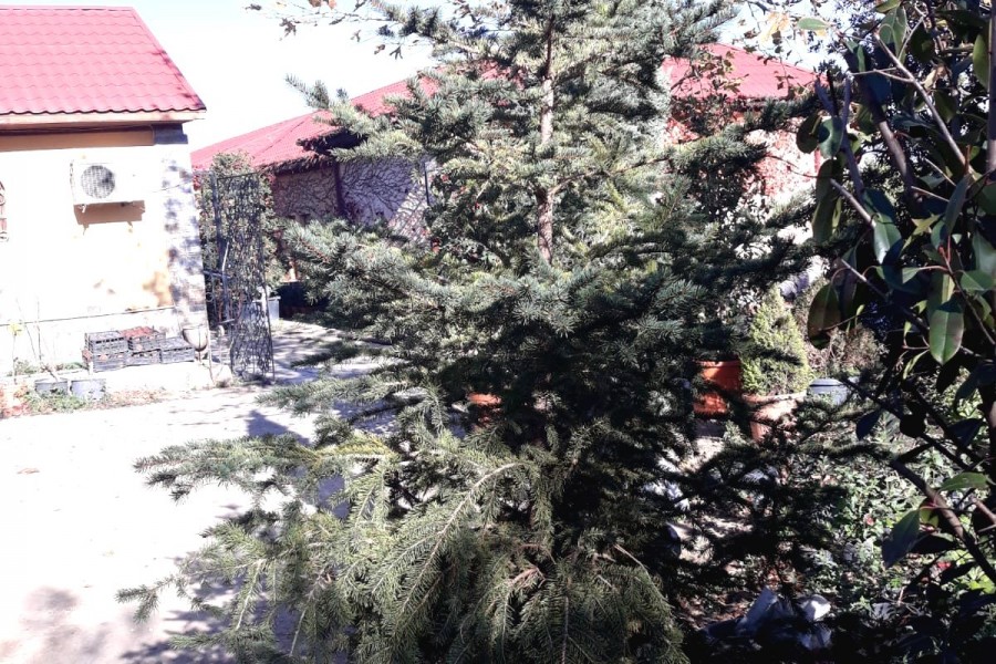 Yolka (Şam Ağacları)