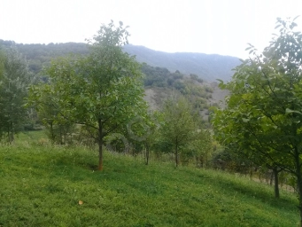 Lahıcda (İsmayıllı r-nu) kupçalı torpaq satılır