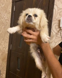 Pekines balası