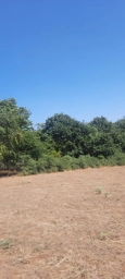 Şabran rayonu 50 sot torpaq