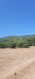 Şabran rayonu 50 sot torpaq